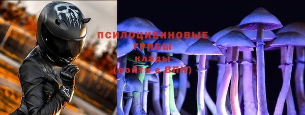 прущие грибы Магадан